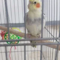 عروس هلندی نر و ماده تخم گذار