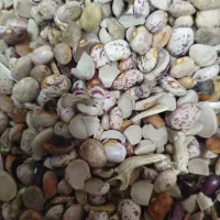 قیمت 100تومان