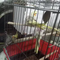 پرنده عروس|پرنده|همدان, |دیوار