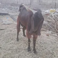 گوسفند|حیوانات مزرعه|جوانرود, |دیوار