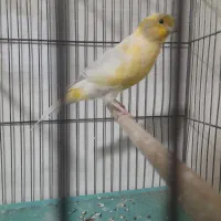 قناری جوجه نر