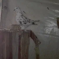 کبوتر|پرنده|گرگان, |دیوار