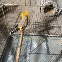 سهره دورگ جوجه معاوضه با رسمی|پرنده|بهارستان, |دیوار