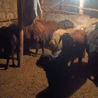 6گوسفند2بره،1بز1بزغاله