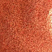 دو کیسه گندم اصلاح شده اذر ۲
