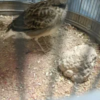 سره خاکی مشهدی