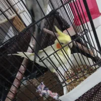 دو جفت عروس هلند سالم نر ماده