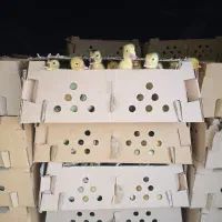 ارزان شدهم اکنون سفارش بدید تحویل بگیریدفقط امروز|حیوانات مزرعه|آستانه اشرفیه, |دیوار