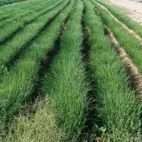 نهال پیاز مینروا