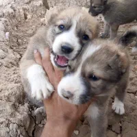 واگذاری توله سگ نگهبان