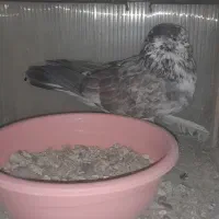 ۵تاکفتر|پرنده|ازنا, |دیوار