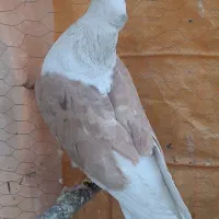 ۱۱کبوتر درجه ۱