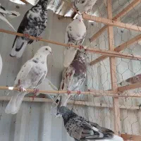 کفتر کبوتر هما سرور