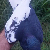 3عدد چپ پرشی