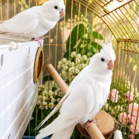 عروس هلندی