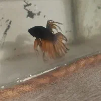 ماهی فایتر نر