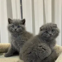 گربه با نمکم