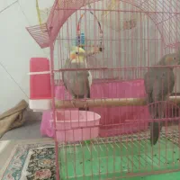 یک جفت عروس باقفس یکیش سخنگو