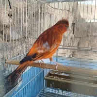 سهره قناری..دهن سهره