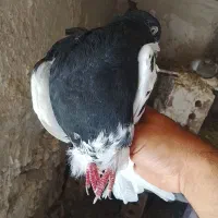 کبوتر قره باش جفت ویک زرد پاپر باخت رفته