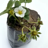 بوته توت فرنگی