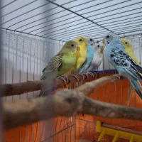 مرغ عشق های جوان خوشکل