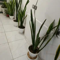 گل سانسوریا