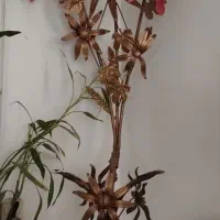 چراغ خواب