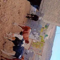 گوساله نر|حیوانات مزرعه|سیمکان, |دیوار