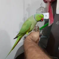 طوطی ملنگو سخنگو رام با قفس تمام لوازم|پرنده|رشت, جانبازان|دیوار