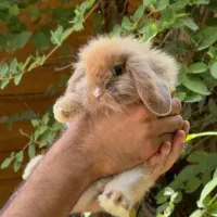 خرگوش مینی لوپ عروسکی / بانی پت|موش و خرگوش|شیراز, فرهنگ شهر|دیوار