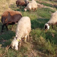 فروش گوسفند|حیوانات مزرعه|گتوند, |دیوار