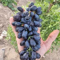 انگور شاهانی اصل  (تاکستان)