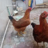 فروش مرغ وخروس