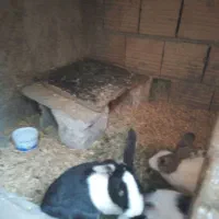 خرگوش|موش و خرگوش|گرگان, |دیوار