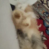 خرگوش لوپ اوکراینی