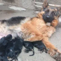 ژرمن ماده برای کشش ، جفتگیری|سگ|گنبد کاووس, |دیوار