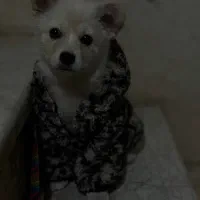 واگذاری سگ پامر