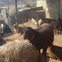 یک عدد قوچ قزل افشار درجه یک یک|حیوانات مزرعه|چگنی, |دیوار