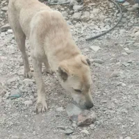 کارگر دامداری گوسفند