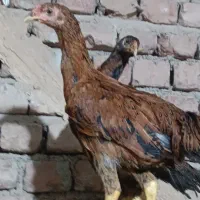 2تا جوجه لاری