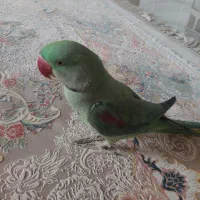 شاه طوطی نر|پرنده|کرج, گلستان|دیوار