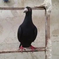 کبوتر