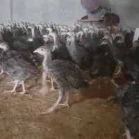 بوقلمون برنز بوربون