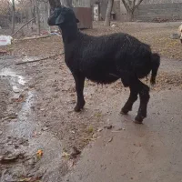 بره قوچ قره قزل|حیوانات مزرعه|قیدار, |دیوار