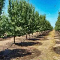 طراحی واجرای فضای سبز،آبیاری قطره ای