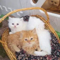 بچه گربه پرشین