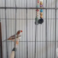 فنچ سالم و آرام