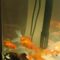 گلدفیش زیبا و سالم بزرگتر از ۳ بند|ماهی|تهران, جوانمردان (اندیشه)|دیوار