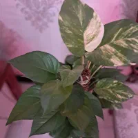 پتوس چوب خزدار